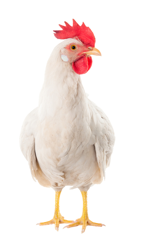ヒアルロン酸は鶏のトサカや豚足に含まれる